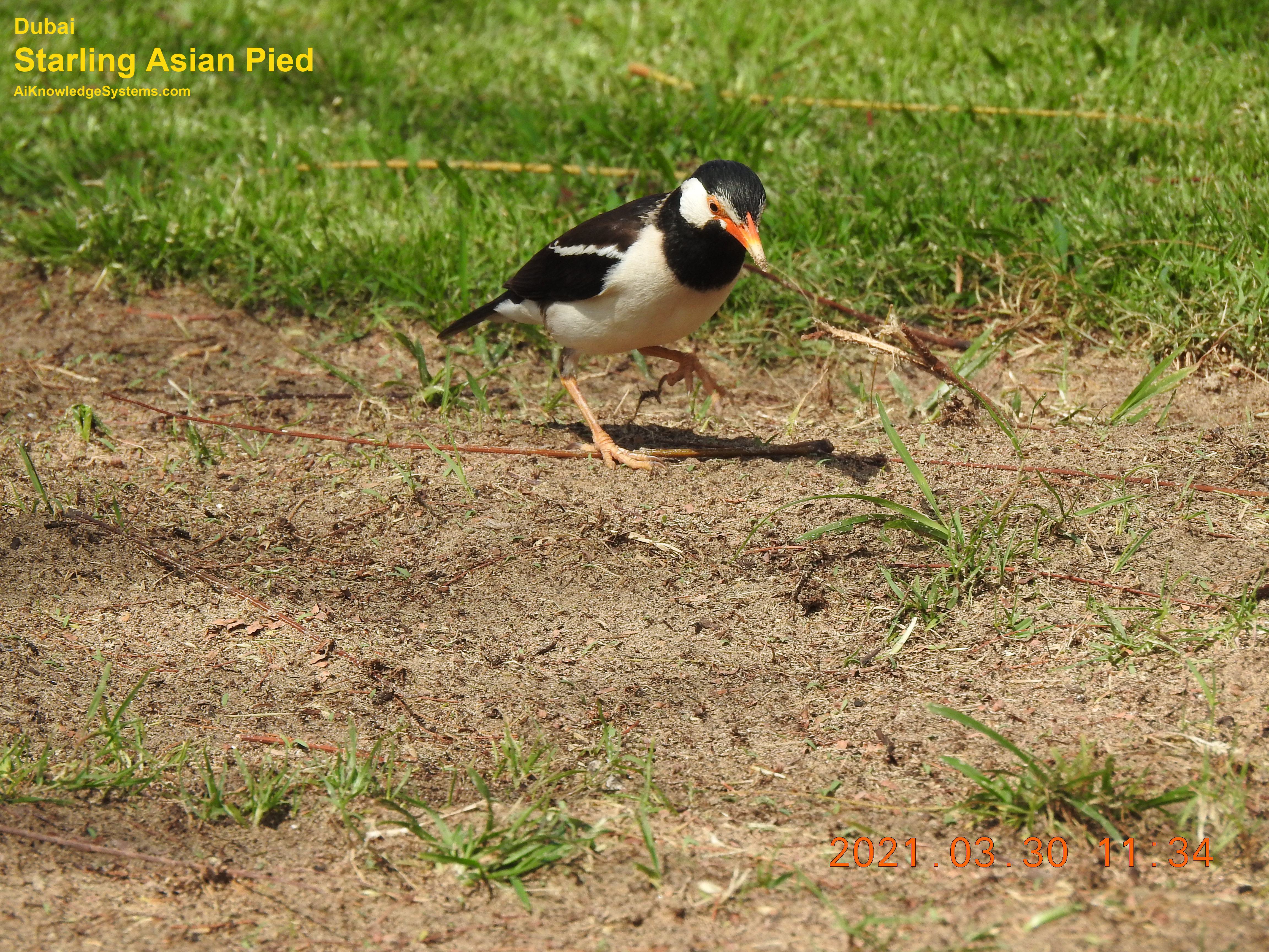 Starling Asian Pied (5) Coming Soon